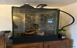 Lizard reptiles for sale: Reptile bioactive enclosure only enclosure  - Image 2