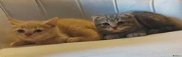 British Shorthair cats for sale: 5 handsome boys Bradford  - Advert 3