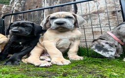 Great Dane dogs for sale: Great Dane puppy’s  - Image 3