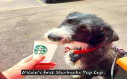 Mixed Breed dogs for adoption: Meet Mitzie, currently residing in Liverpool  - Image 8