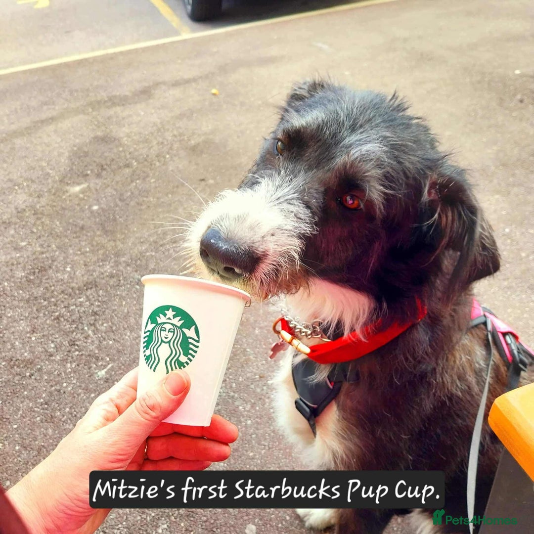 Mixed Breed dogs for adoption: Meet Mitzie, currently residing in Liverpool  - Image 8