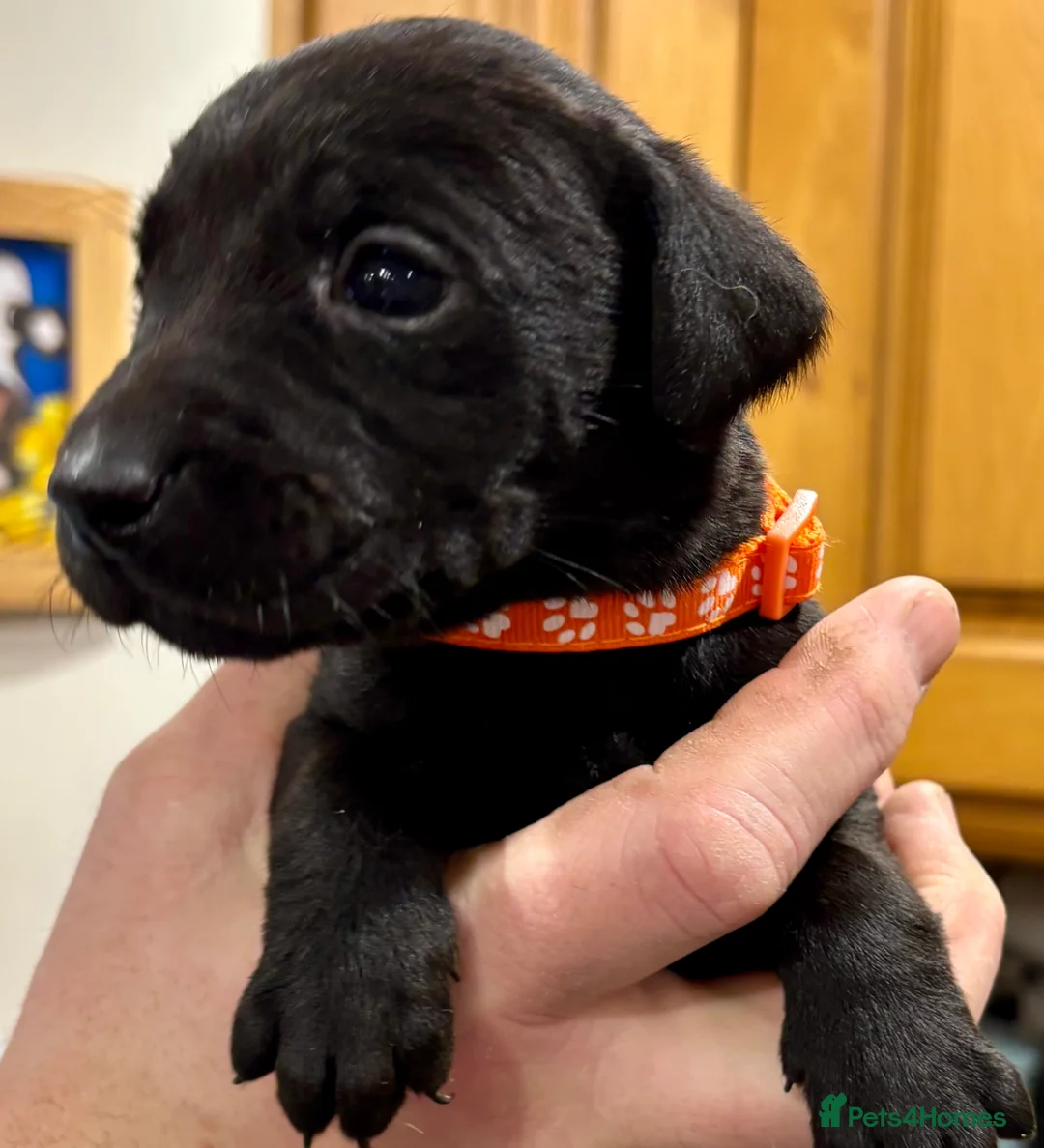 Labrador Retriever dogs for sale: Ready now! Beautiful Labrador pups (KC Reg) - Advert 37