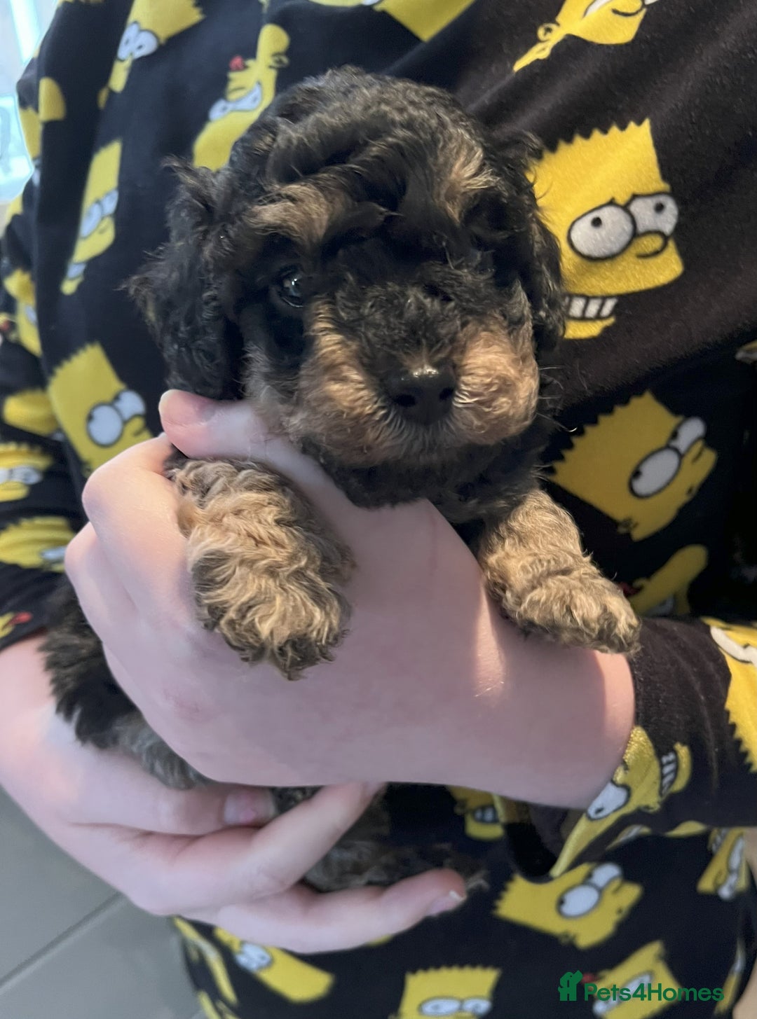 Toy Poodle dogs for sale: Gorgeous Toy Poodle Puppies - Advert 1