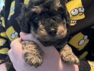 Toy Poodle dogs for sale: Gorgeous Toy Poodle Puppies - Advert 1
