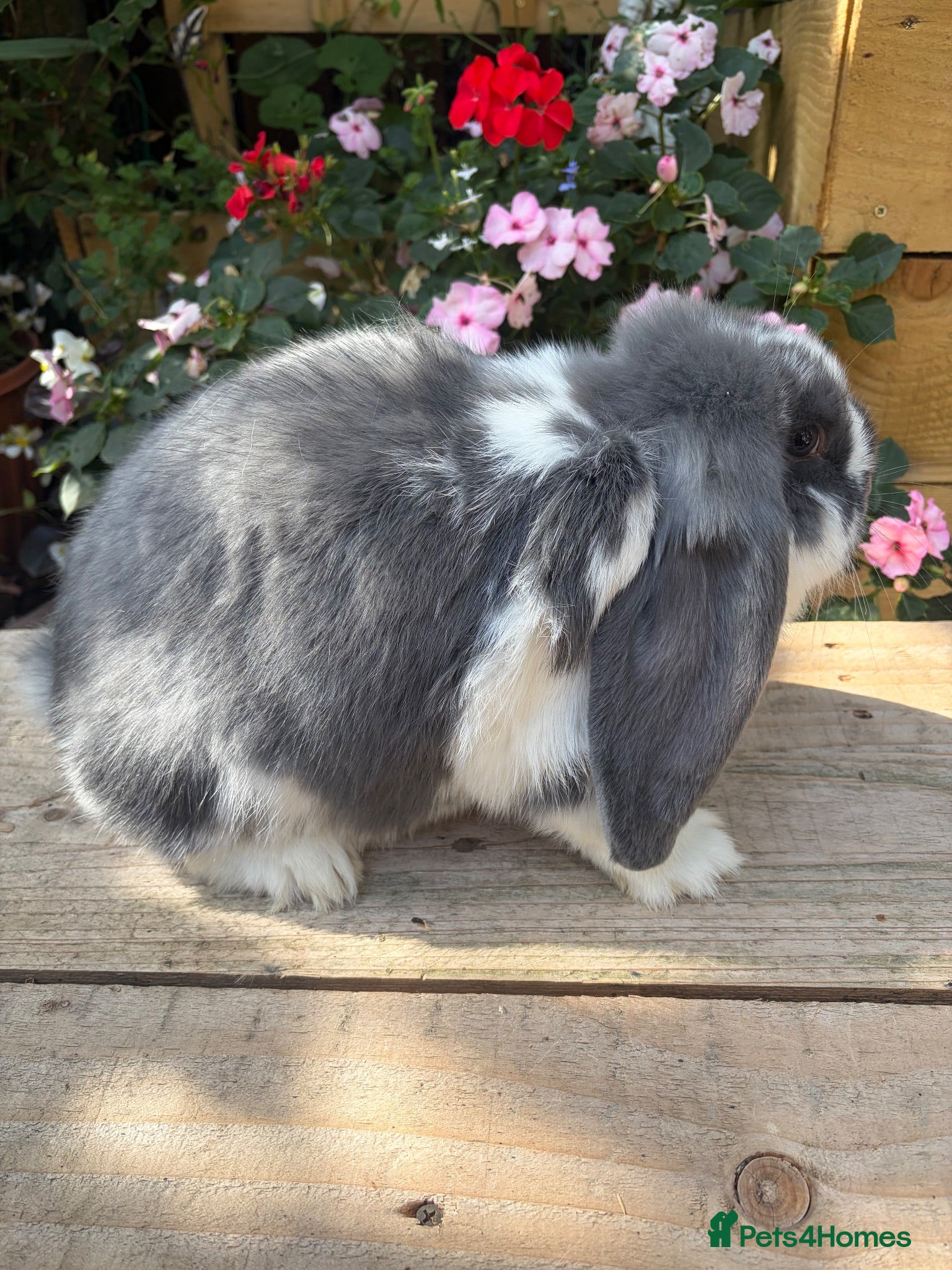 French Lop rabbits French lop kits mixed litter - Advert 1