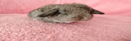 Mini Lop rabbits for sale: Baby mini lops for sale  - Advert 6