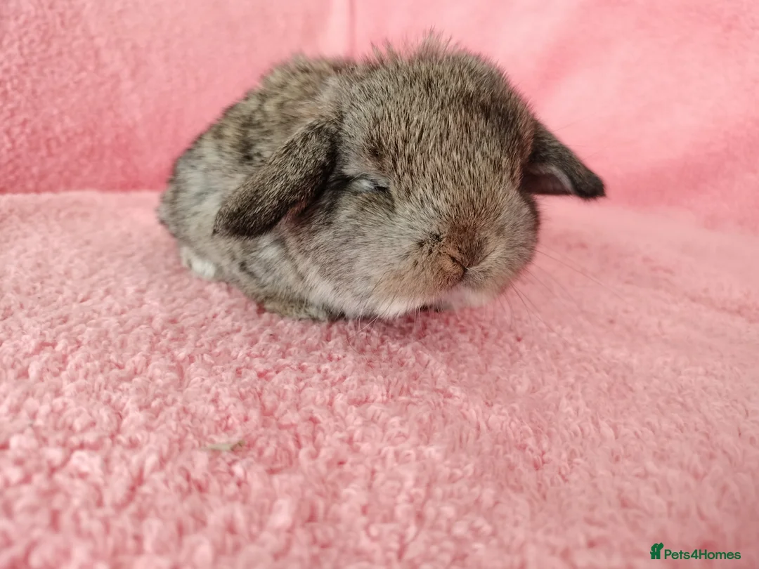 Mini Lop rabbits for sale: Baby mini lops for sale  - Advert 6