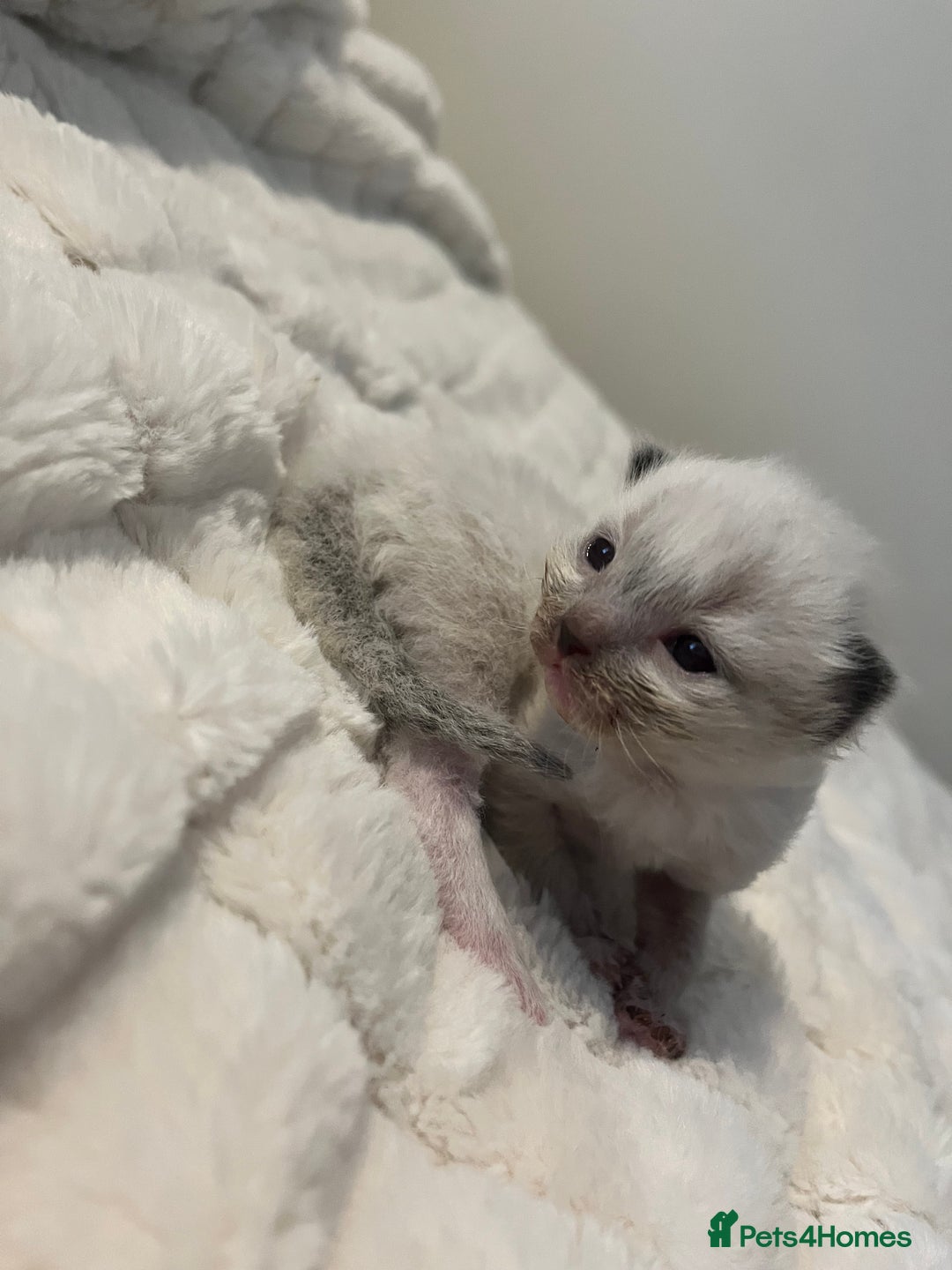 Ragdoll cats for sale: 3 beautiful ragdoll kittens - Image 6
