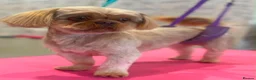 Shih Tzu dogs for sale: Two Blue Cream Shih Tzu Boys  - Advert 9