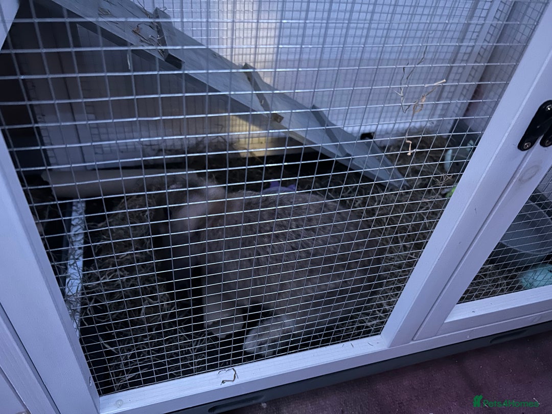 Mini Lop rabbits for sale: Bambi need gone ASAP - Image 12