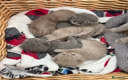 British Shorthair cats for sale: British Shorthair Kittens  - Image 1