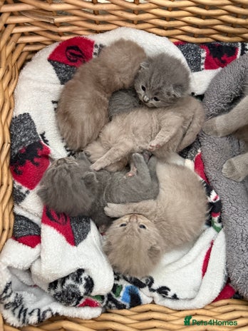 British Shorthair cats - Advert 3