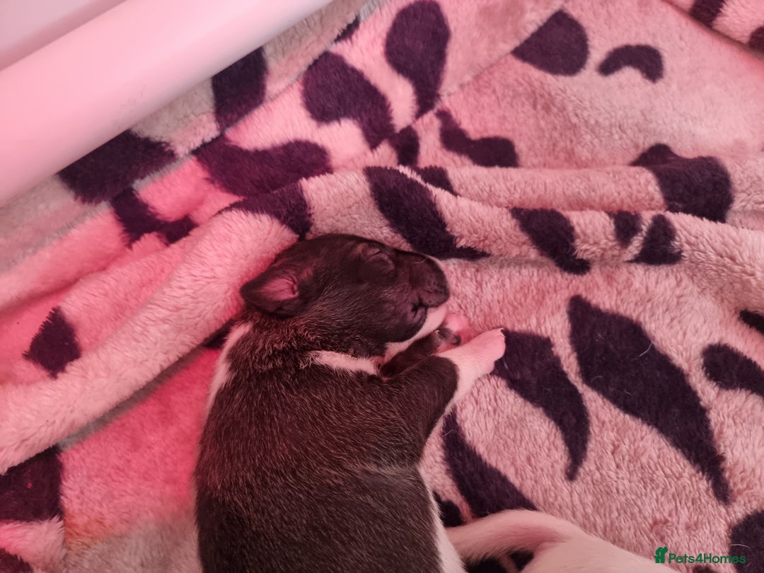 Bull Terrier dogs for sale: Bullterrier pups  - Image 13