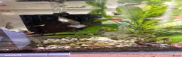 Other/Mixed Breed fish for sale: 🐟 HOME BRED FISH, SHRIMPS & SNAILS 🐌🐠🐟🦐 - Advert 9