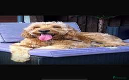 Goldendoodle dogs for sale: Goldendoodle puppies  - Image 5