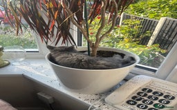 British Shorthair cats for sale: Last boy British shorthair kitten seeks family  - Image 4