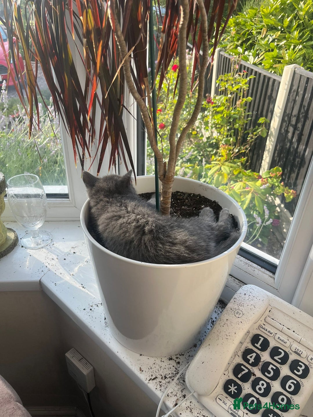 British Shorthair cats for sale: Last boy British shorthair kitten seeks family  - Image 4