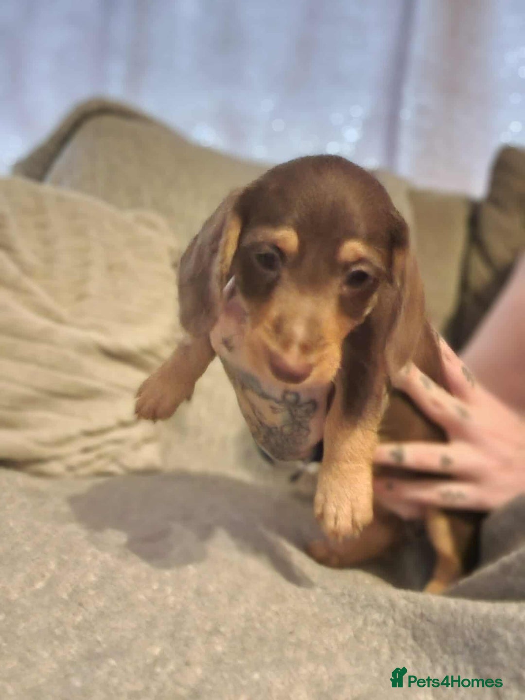 Dachshund dogs for sale: Adorable Dachshund Puppies for Sale - Image 5