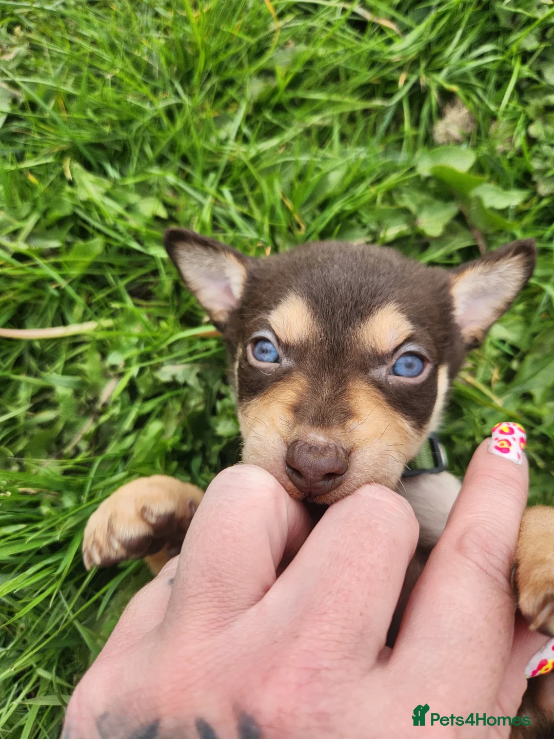 Australian Kelpie dogs for sale: Kelpie puppies in Sheffield - Advert 1