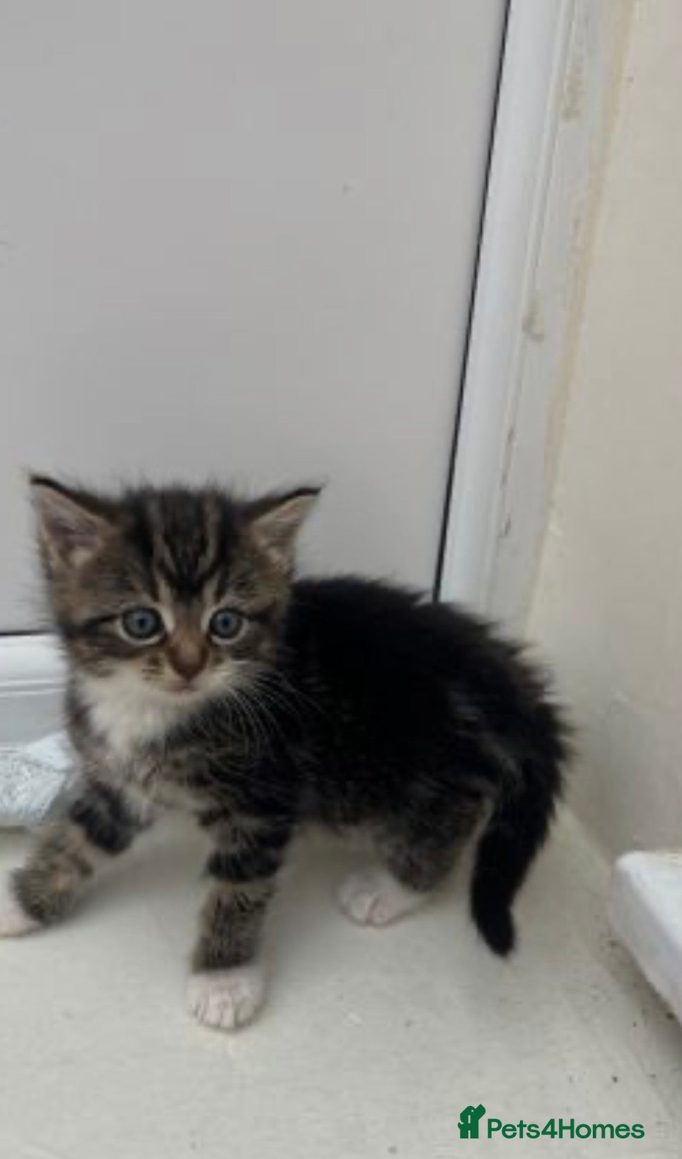 British Longhair cats Kitten for sale  - Advert 11