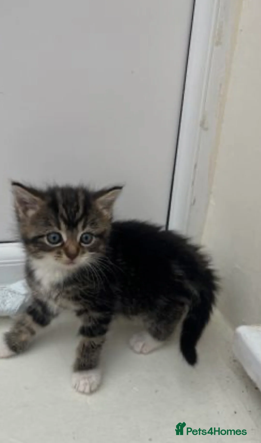 British Longhair cats for sale: Kitten for sale  - Advert 1