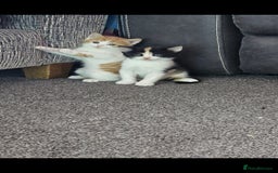 Mixed Breed cats for sale: Kitten for sale  - Image 11