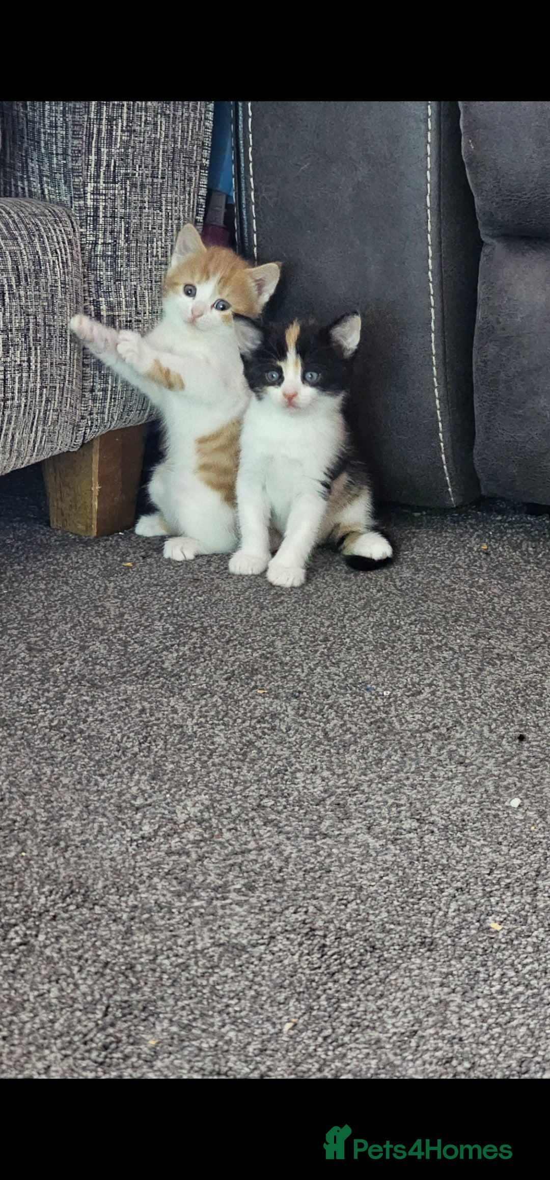 Mixed Breed cats for sale: Kitten for sale  - Image 11