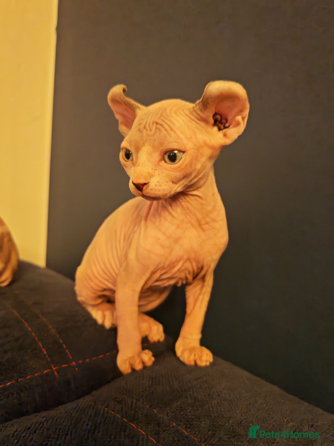 Sphynx cats for sale: Beautiful Pure Sphynx Kittens – Ready Now! - Image 36