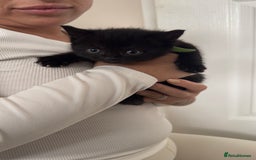 British Shorthair cats for sale: British short hair mixed kittens - Advert 9