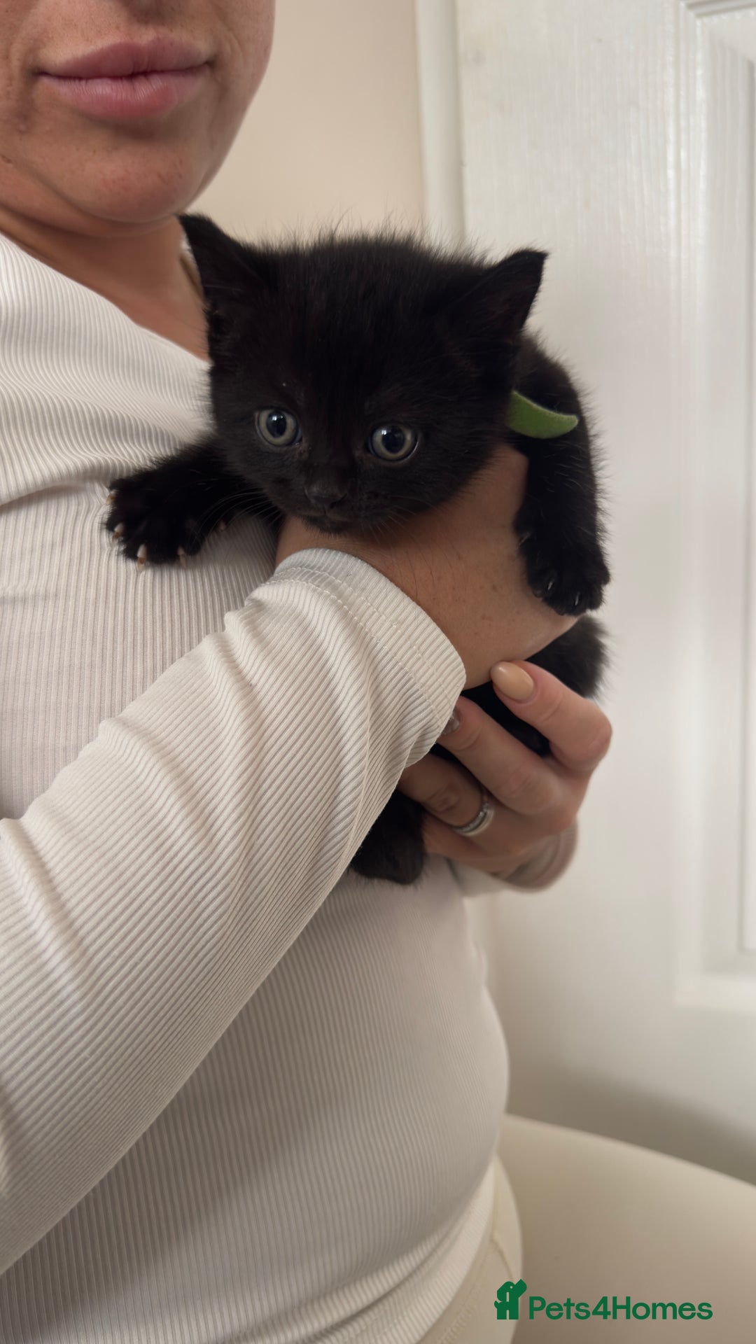 British Shorthair cats for sale: British short hair mixed kittens - Advert 9