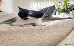 Mixed Breed cats for sale: Kittens - Ready to leave  - Image 3