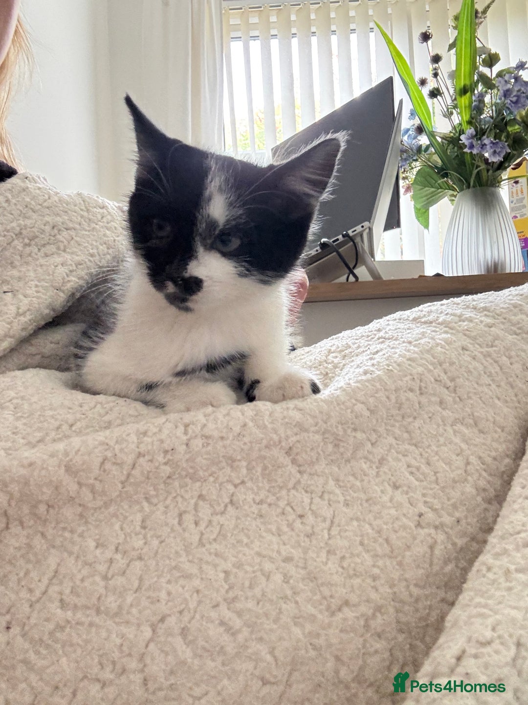 Mixed Breed cats for sale: Kittens - Ready to leave  - Image 3