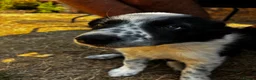 Border Collie dogs for sale: Stunning Border Collies - Advert 10