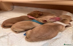 Labrador Retriever dogs for sale: Extensively health tested Labrador puppies - Image 13