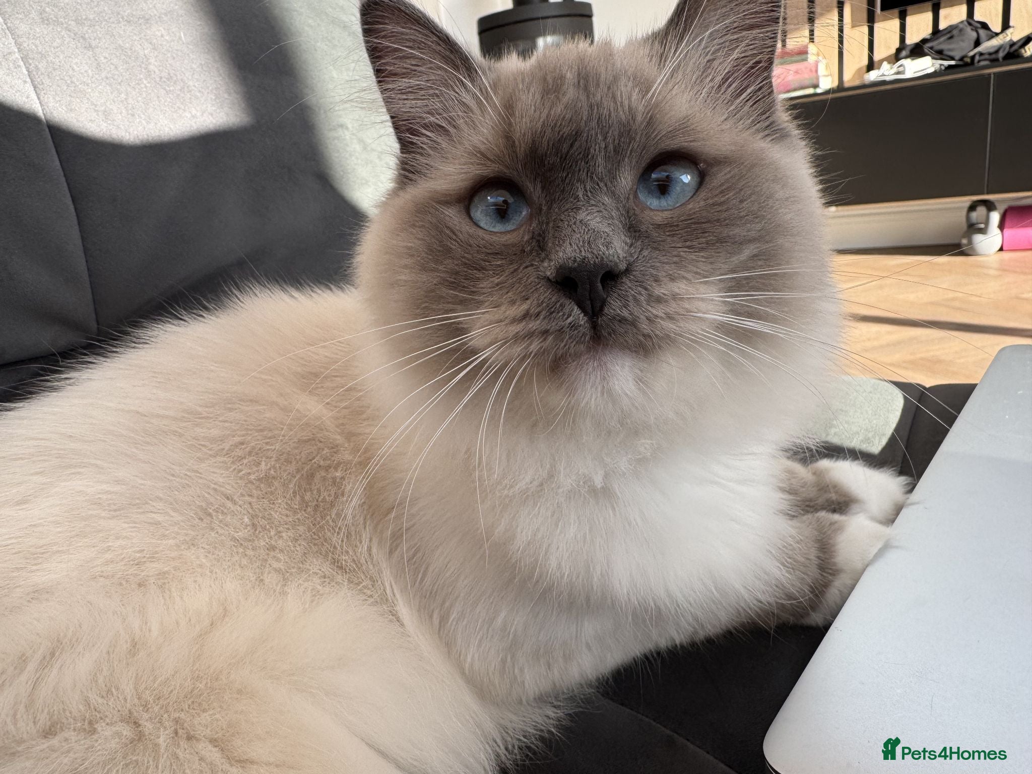 Ragdoll cats Sweet and Friendly Purebred Male Ragdoll  - Advert 1