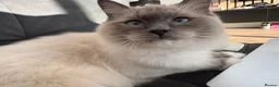 Ragdoll cats for sale: Sweet and Friendly Purebred Male Ragdoll  in Dewsbury - Advert 1