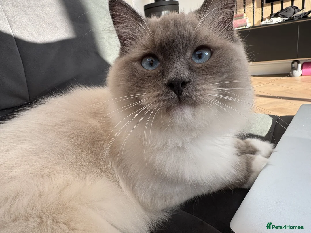 Ragdoll cats for sale: Sweet and Friendly Purebred Male Ragdoll  in Dewsbury - Advert 1