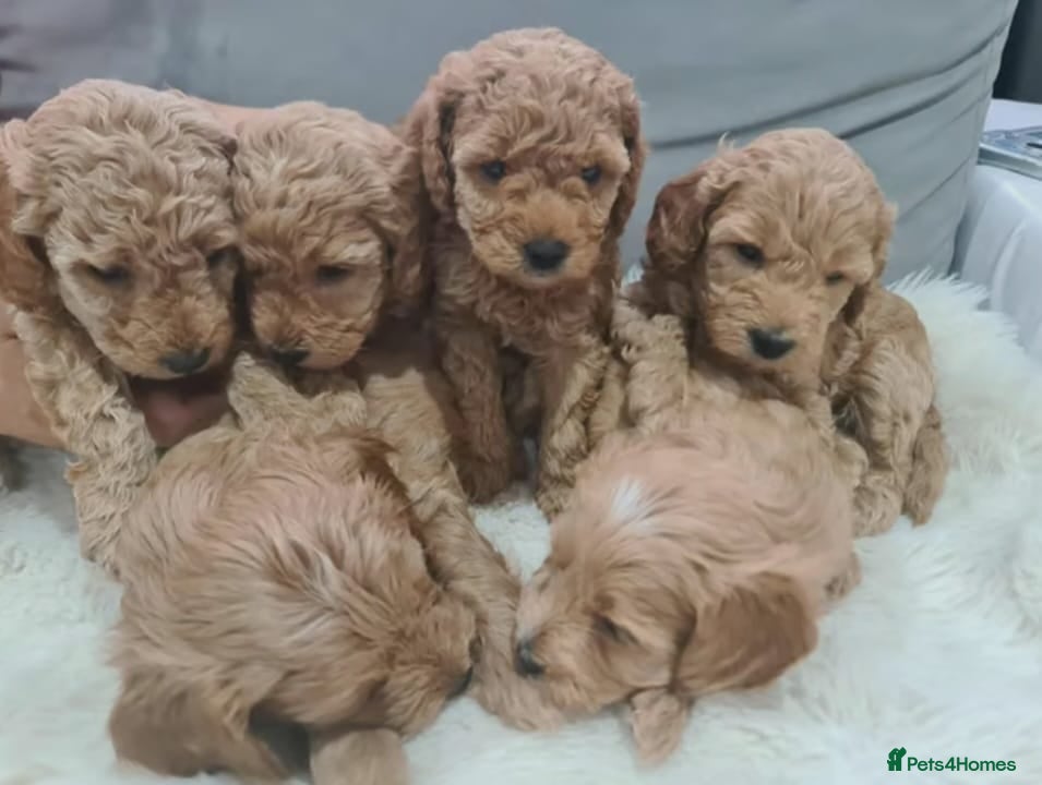 Cavapoo dogs Health checked cavapoo puppies - Advert 1
