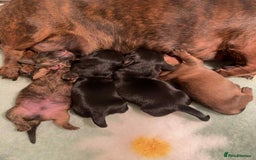 Miniature Dachshund dogs for stud: Kc reg Black and Tan mini smooth stud dog  - Image 7