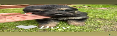 German Shepherd 2