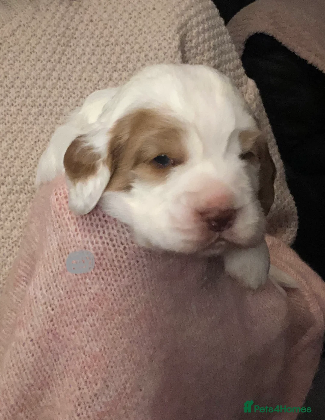 Clumber Spaniel dogs for sale: Clumber spaniel puppies for sale in Newton Abbot - Advert 2
