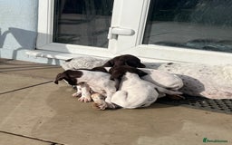 German Shorthaired Pointer dogs for sale: Working GSP puppy’s  - Image 3