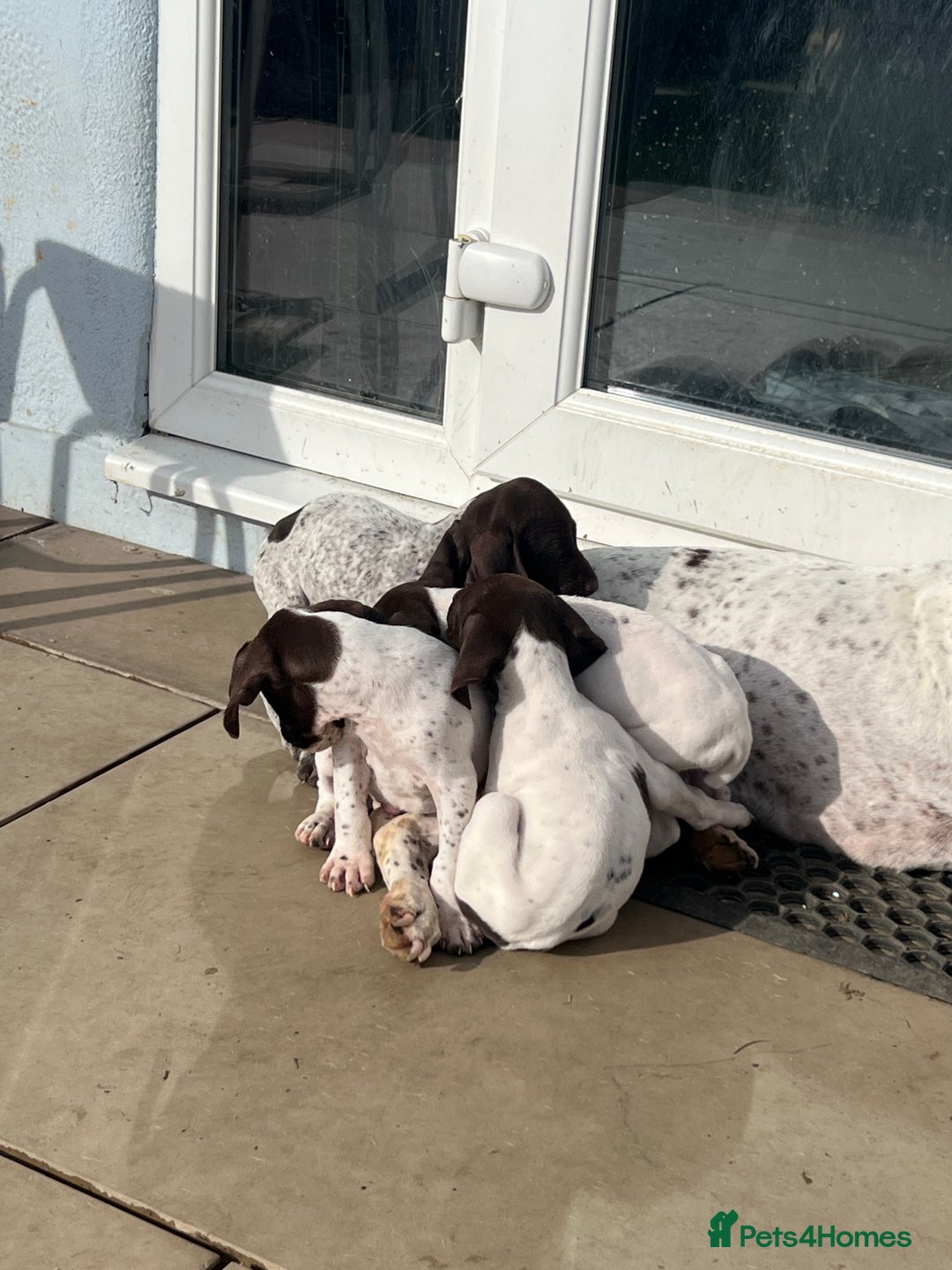 German Shorthaired Pointer dogs for sale: Working GSP puppy’s  - Image 3