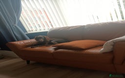 Cocker Spaniel dogs for sale: Cocker spaniel for rehoming  - Image 3