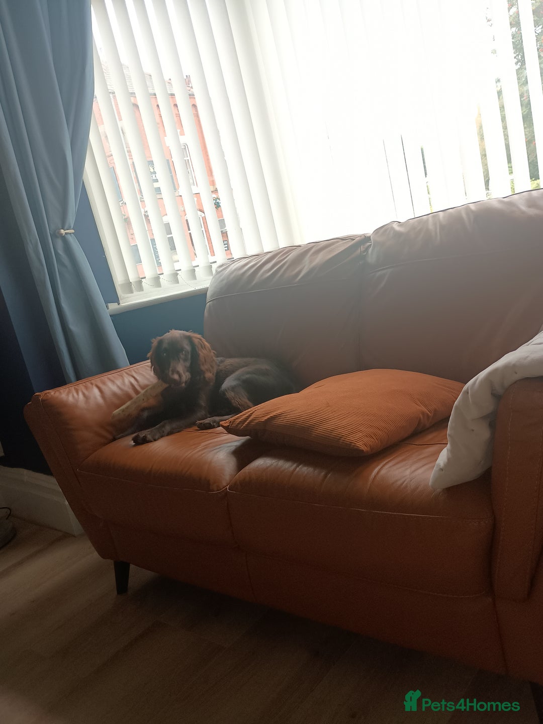 Cocker Spaniel dogs for sale: Cocker spaniel for rehoming  - Image 3