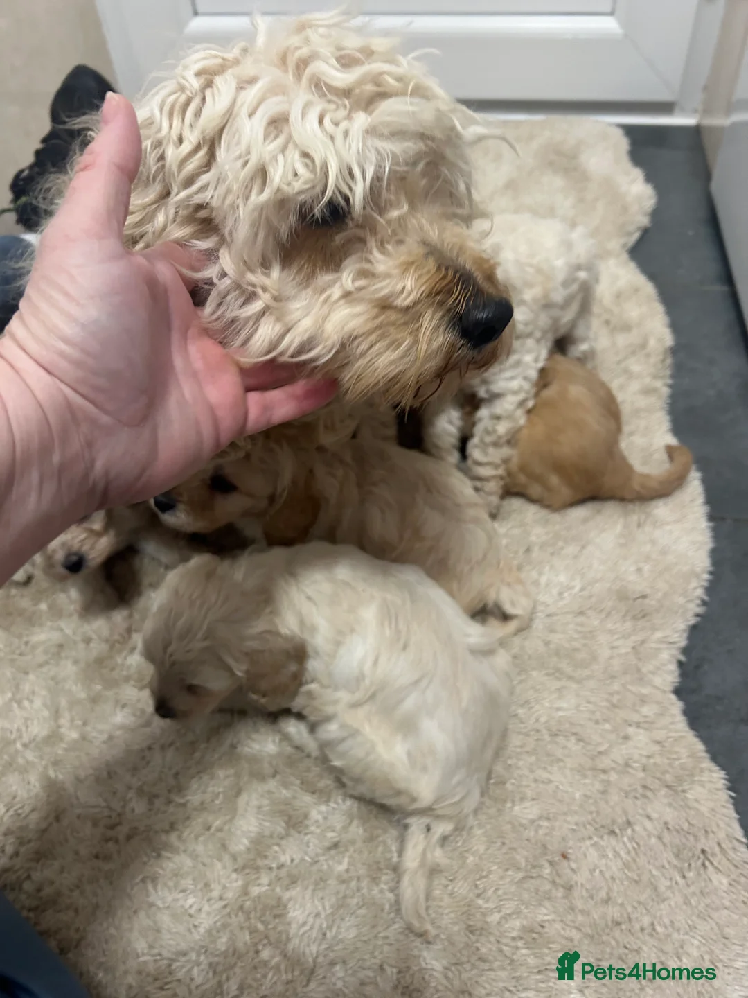 Cockapoo dogs for sale: F1b cockapoo  - Advert 15