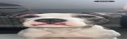 Bullmastiff dogs for sale: Bullmastiff puppy in London - Advert 3