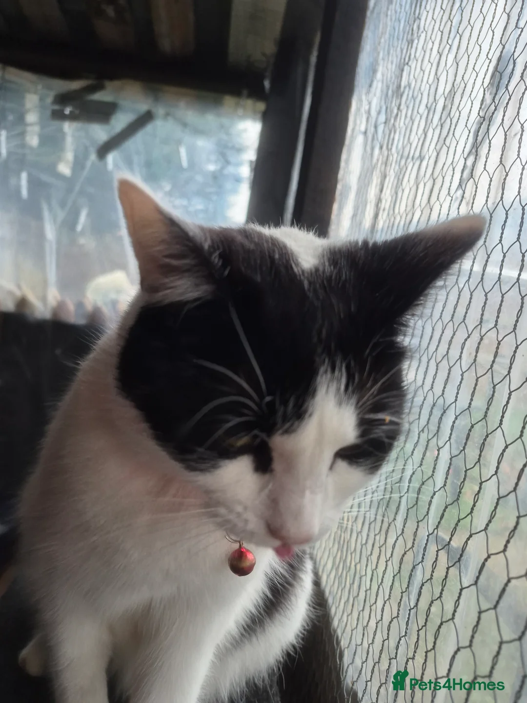 Mixed Breed cats for sale: Tinkerbell  - Advert 5