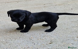 Labrador Retriever dogs for sale: Stunning litter Both Parents Health Tested - Image 19