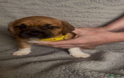 Puggle dogs for sale:  Puggle’s For Sale 🐶  - Image 3